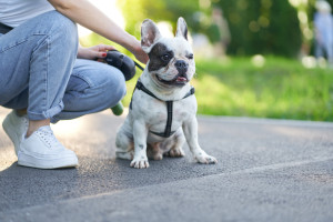 <a href='https://br.freepik.com/fotos-vetores-gratis/passeio-cachorro'>Passeio cachorro foto criado por serhii_bobyk - br.freepik.com</a>